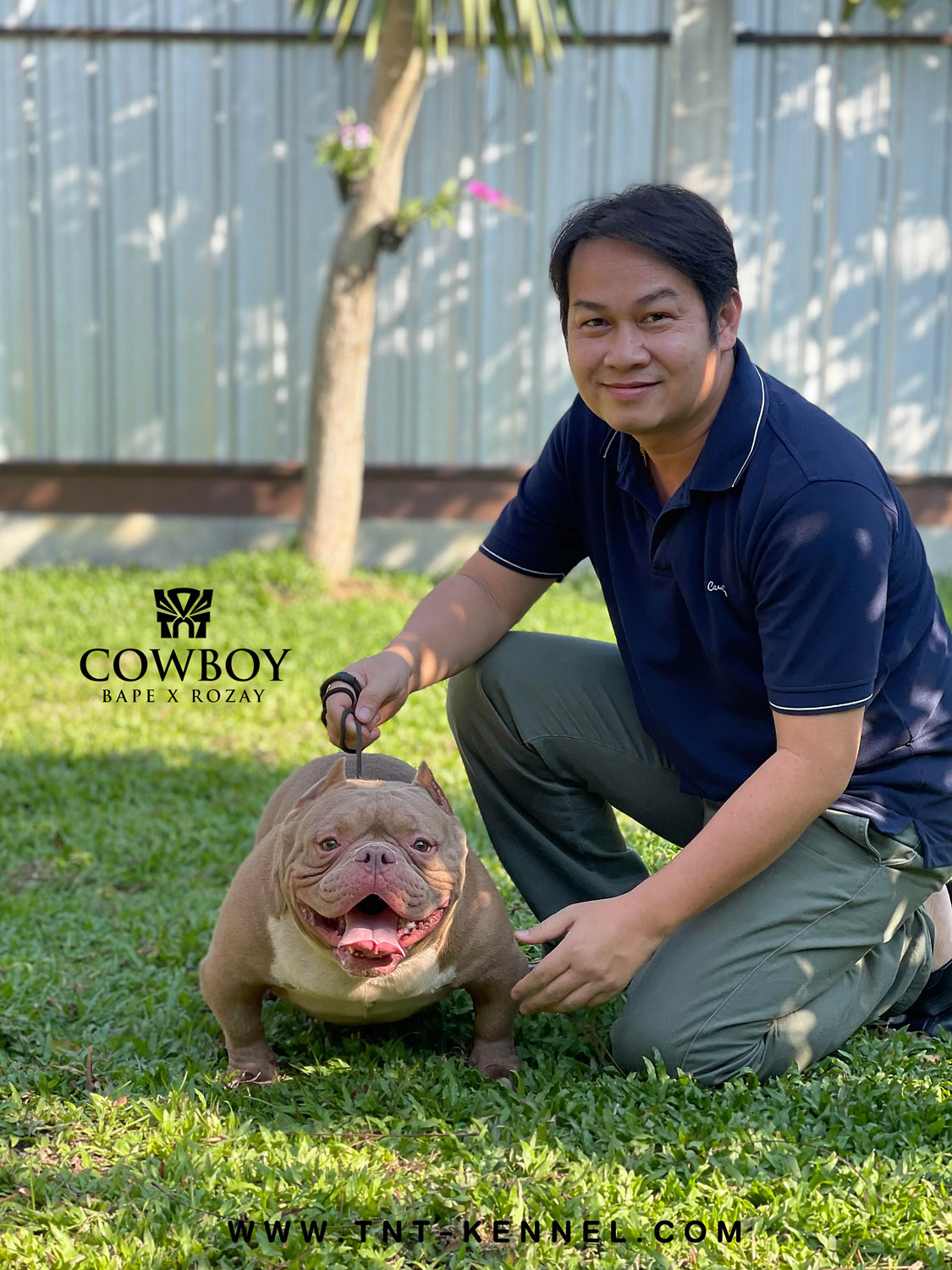 AmericanBully_ลูกสุนัขอเมริกันบูลลี่_ฟาร์มบูลลี่นครปฐม_tntkennel_บูลลี่_พิทบูล_เอ็กโซติกบูลลี่_exoticbully01