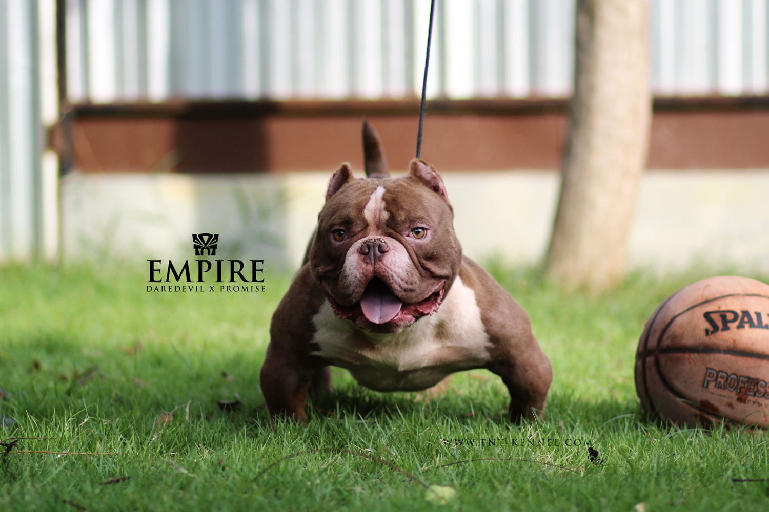 EMPIRE_tntkennel_อเมริกันบูลลี่_ฟาร์มบูลลี่นครปฐม2