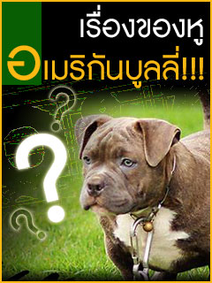 Earcrop_home_ตัดหูพิทบูล_บูลลี่_tnt_kennel_ฟาร์มพิทบูล_ฟาร์มบูลลี่_พิทบูล_บูลลี่_บูลลี่นครปฐม