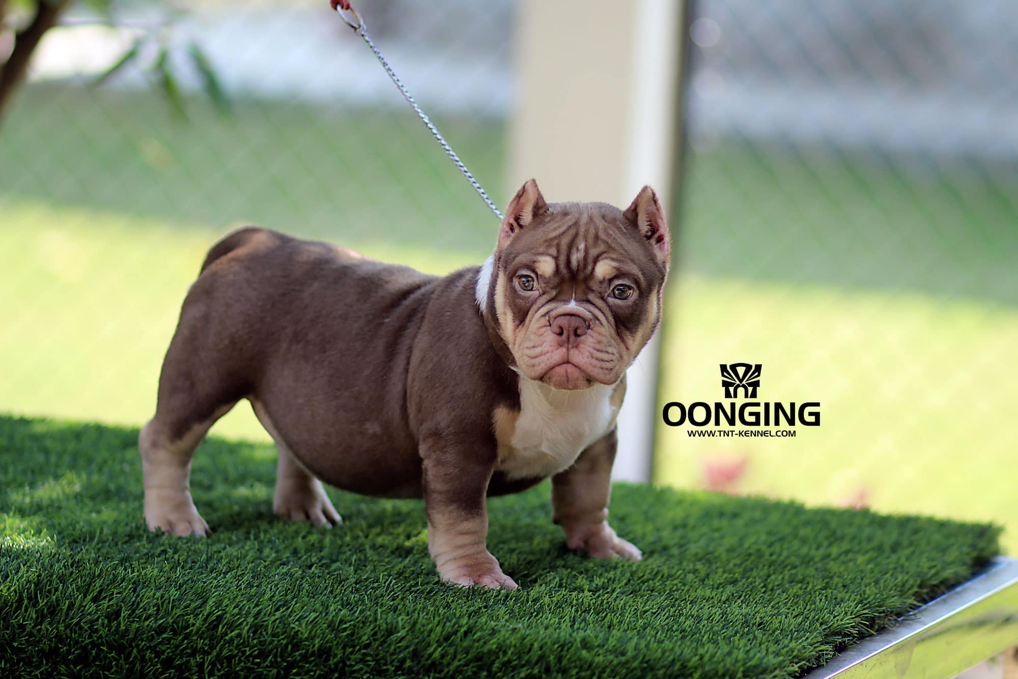 ThongEak01_tntkennel_ฟาร์มบูลลี่นครปฐม