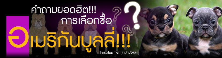 tnt_kennel_ฟาร์มพิทบูล_ฟาร์มบูลลี่_พิทบูล_บูลลี่_บูลลี่นครปฐม