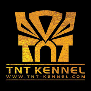 ทีเอ็นทีเคนแนล_tnt_kennel_ฟาร์มพิทบูล_ฟาร์มบูลลี่_พิทบูล_บูลลี่_บูลลี่นครปฐม.jpg