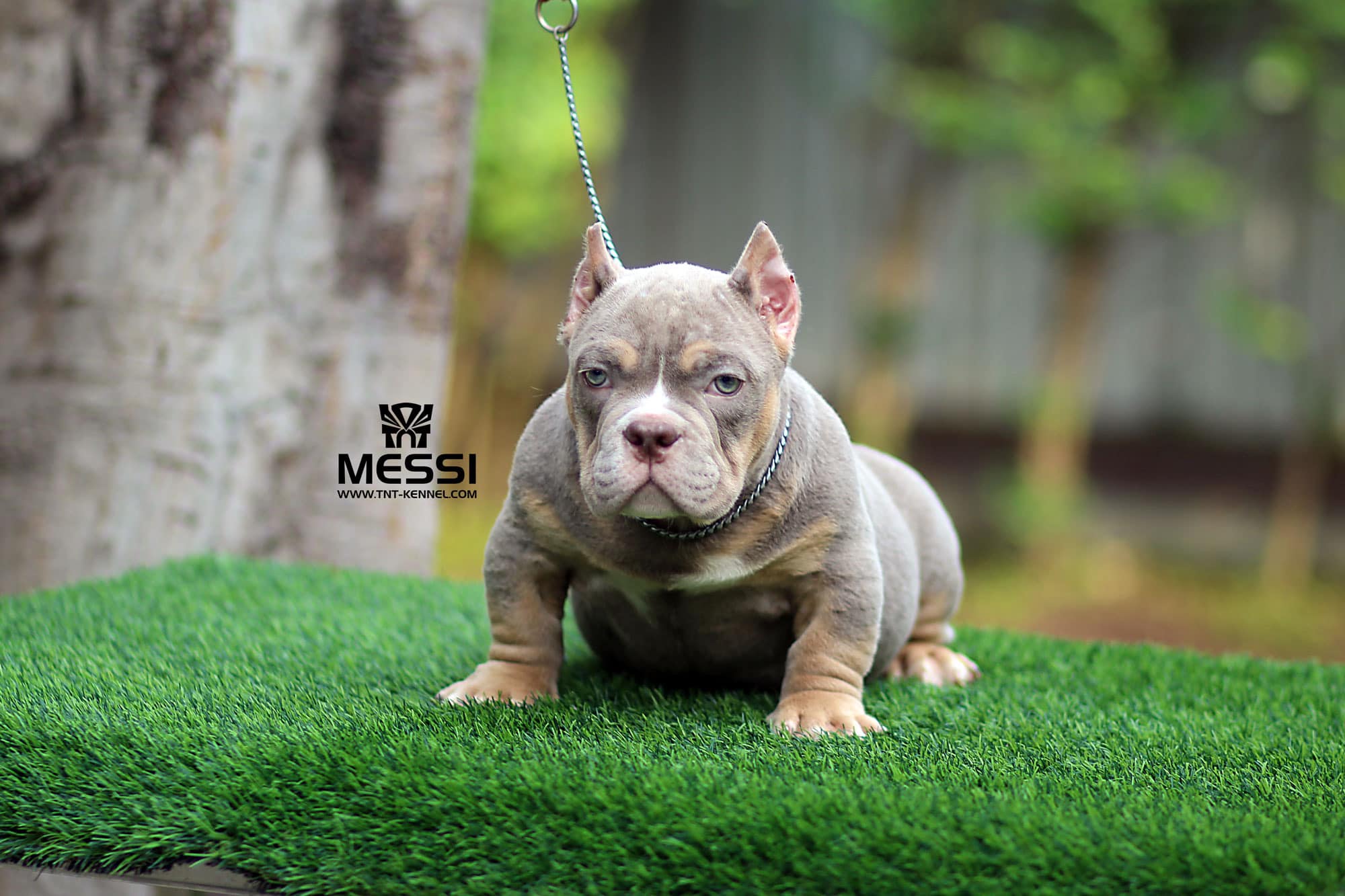 Messi0_tntkennel_ฟาร์มบูลลี่นครปฐม