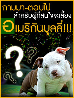 tnt_kennel_ฟาร์มพิทบูล_ฟาร์มบูลลี่_พิทบูล_บูลลี่_บูลลี่นครปฐม