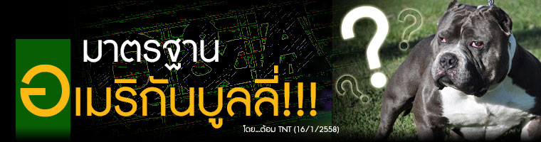 Standard1_มาตรฐานบูลลี่_tnt_kennel_ฟาร์มพิทบูล_ฟาร์มบูลลี่_พิทบูล_บูลลี่_บูลลี่นครปฐม