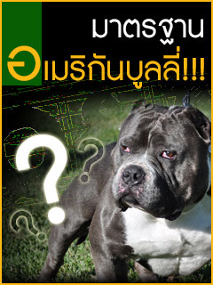 tnt_kennel_ฟาร์มพิทบูล_ฟาร์มบูลลี่_พิทบูล_บูลลี่_บูลลี่นครปฐม