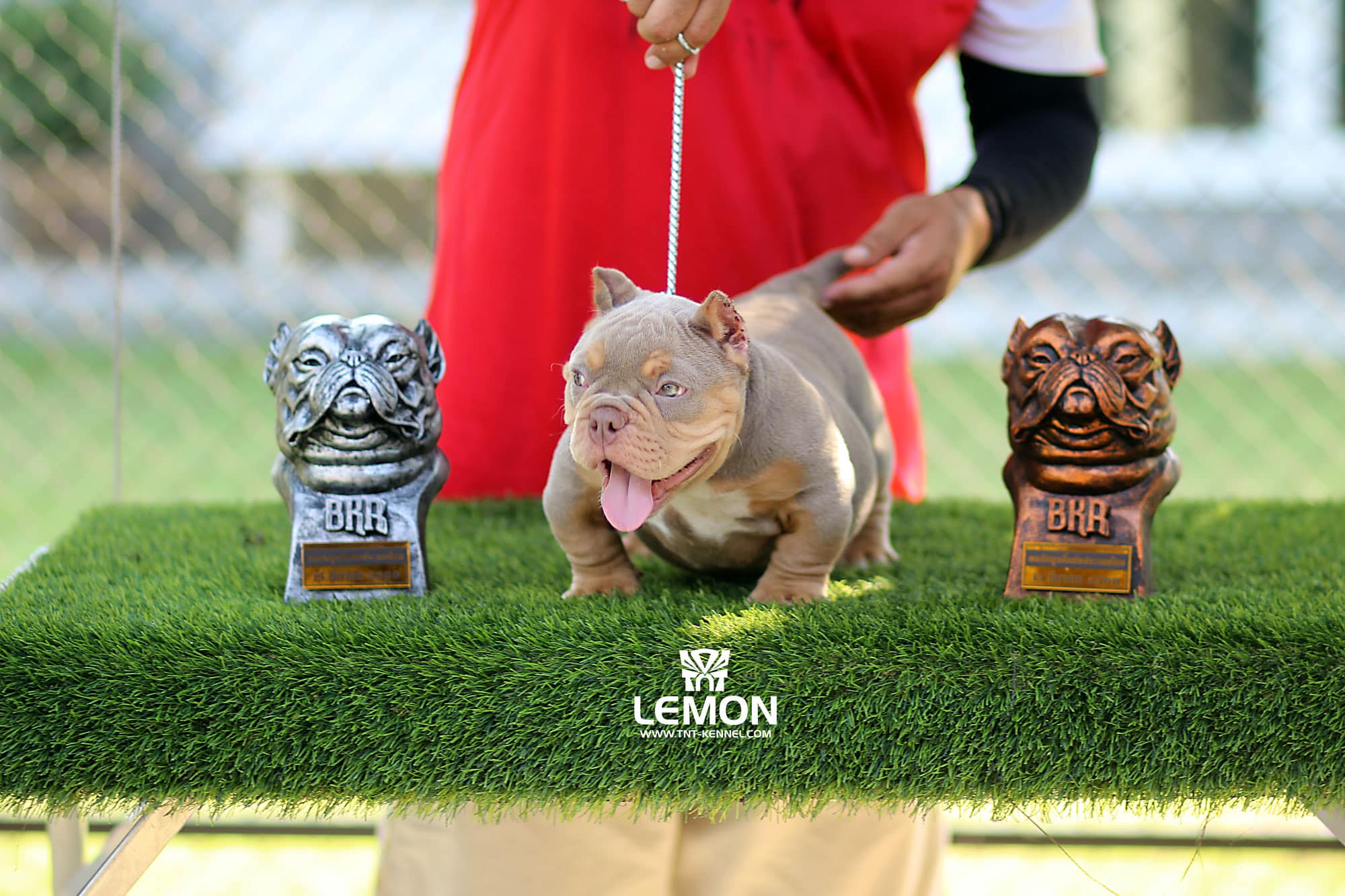 Messi0_tntkennel_ฟาร์มบูลลี่นครปฐม