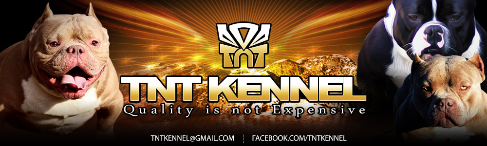 tnt_kennel_ฟาร์มพิทบูล_ฟาร์มบูลลี่_พิทบูล_บูลลี่_บูลลี่นครปฐม