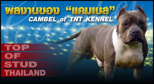 tntkennel_บูลลี่_ฟาร์มบูลลี่_พิทบูล_ฟาร์มพิทบูล