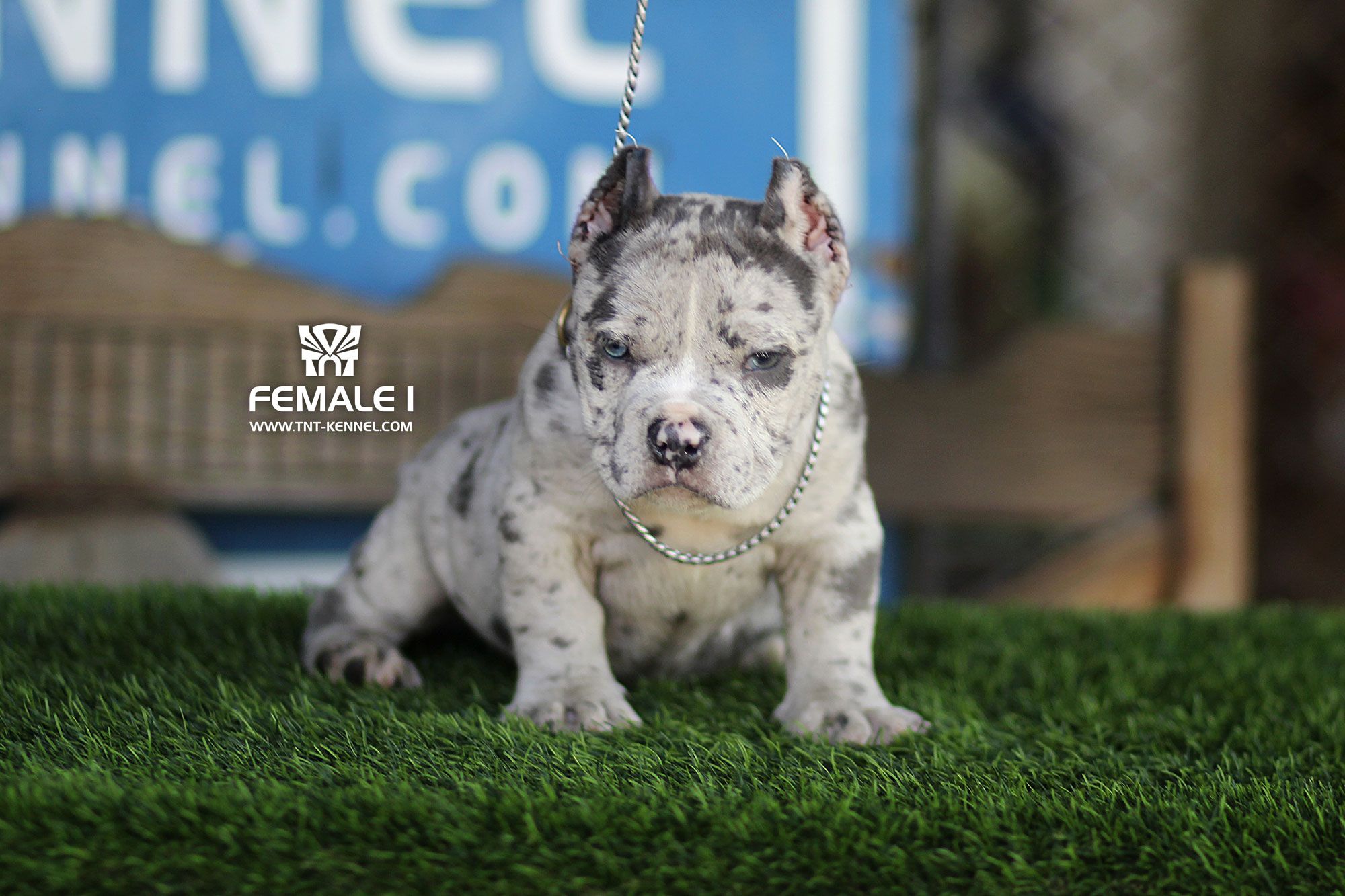 Female1_tntkennel_ฟาร์มบูลลี่นครปฐม