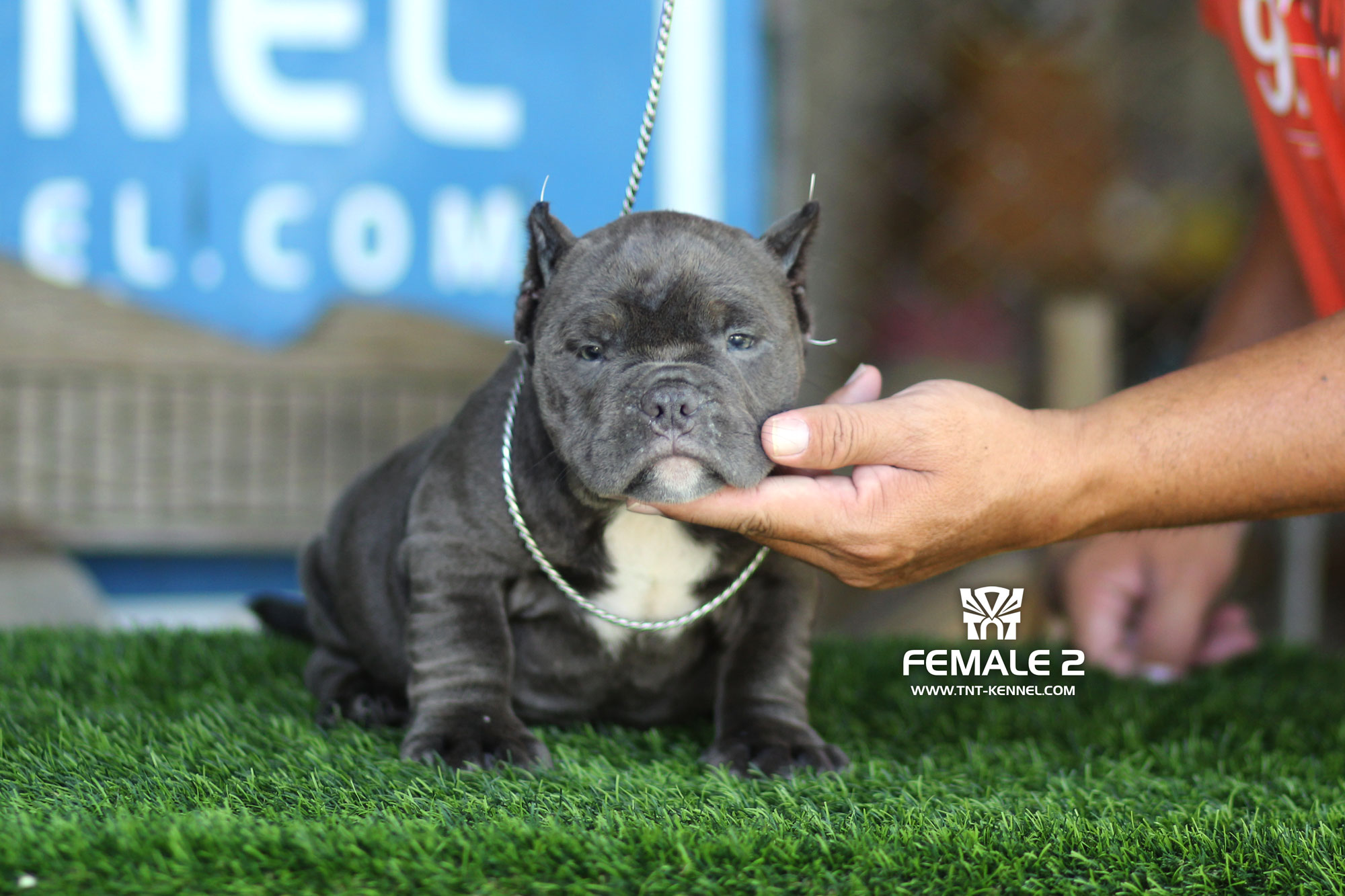 Female2_tntkennel_ฟาร์มบูลลี่นครปฐม