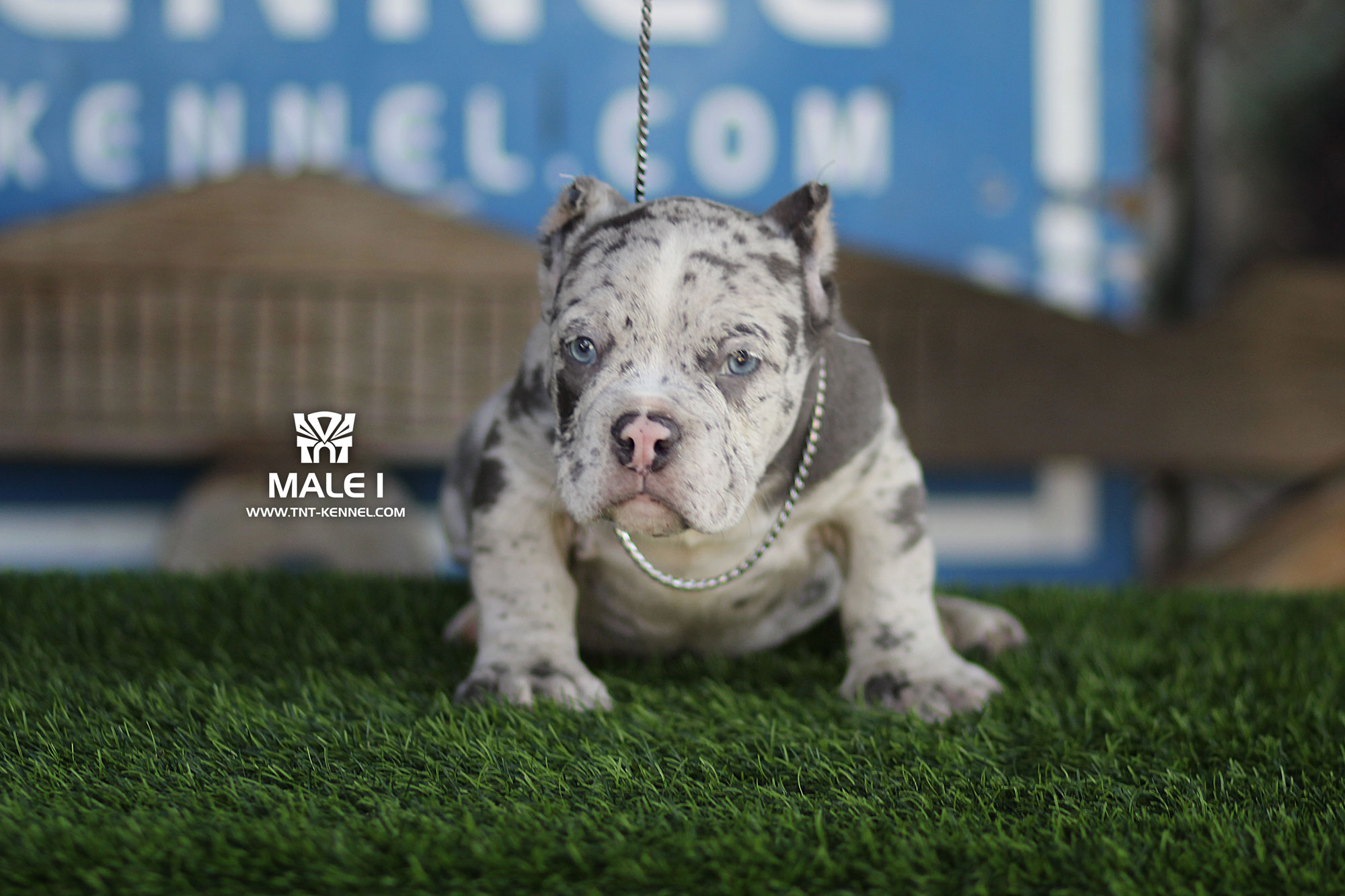Male1_tntkennel_ฟาร์มบูลลี่นครปฐม