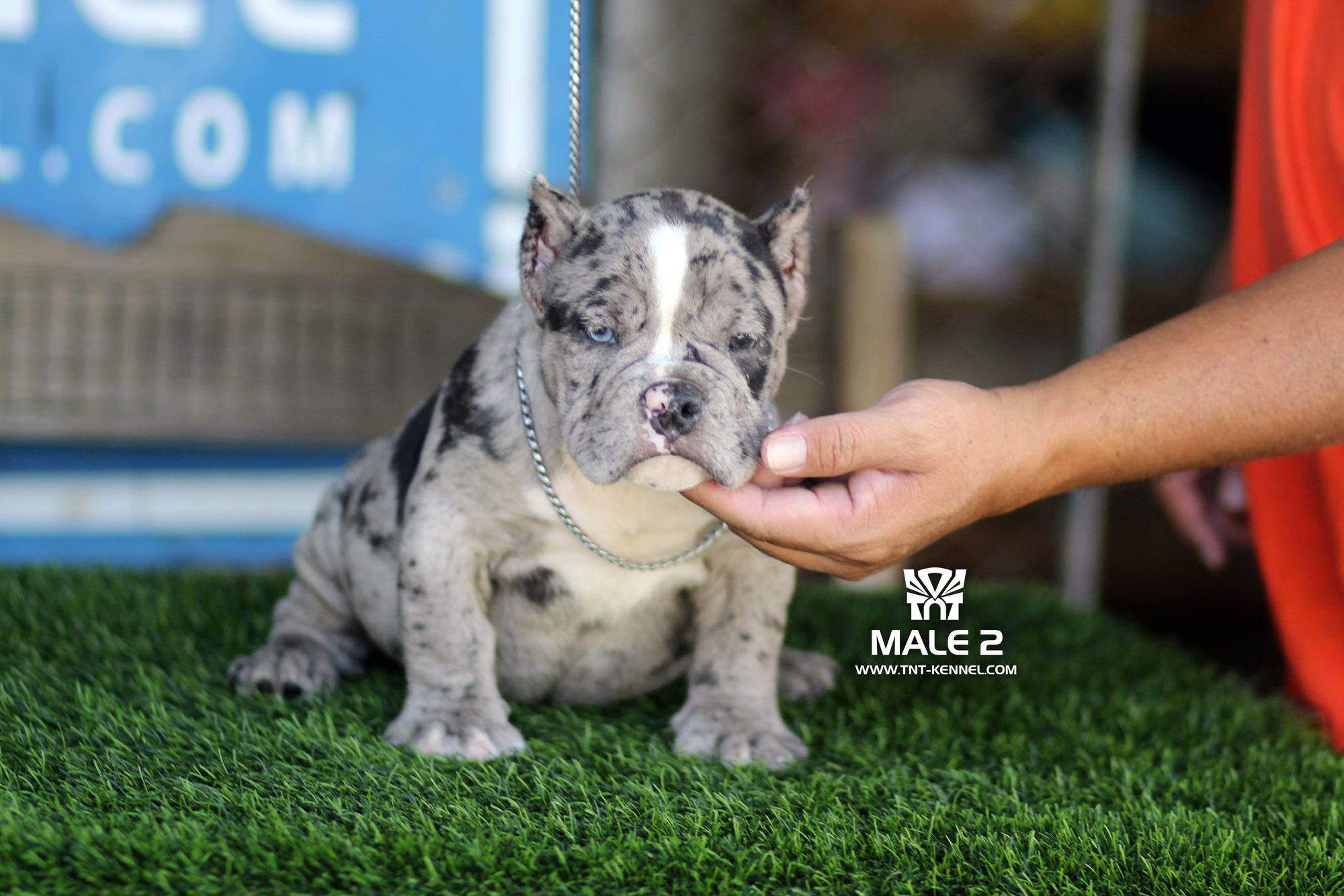 Male2_tntkennel_ฟาร์มบูลลี่นครปฐม