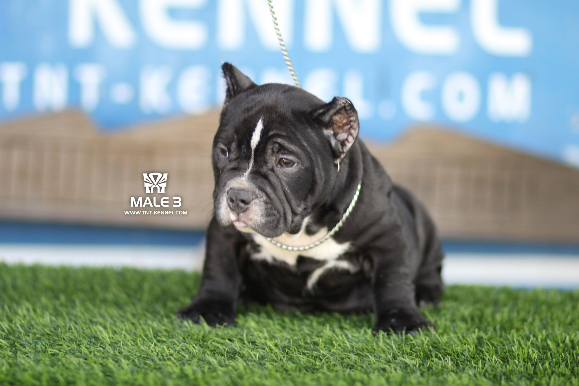 images/puppies/LOTTOXDOLLAR/Male3_tntkennel_ฟาร์มบูลลี่นครปฐม.jpg