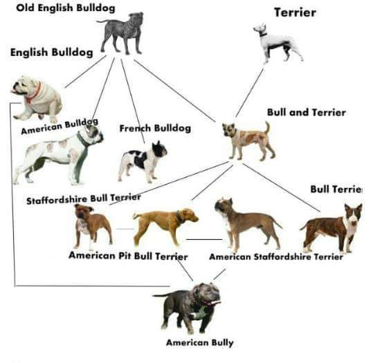 /images/standard/history_of_americanbully_ประวัติอเมริกันบูลลี่_tntkennel_ฟาร์มบูลลี่นครปฐม.jpg