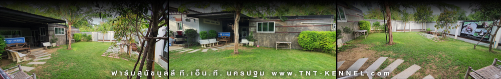 tnt_kennel_ฟาร์มพิทบูล_ฟาร์มบูลลี่_พิทบูล_บูลลี่_บูลลี่นครปฐม