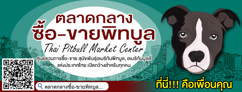 images/ตลาดกลางซื้อขายพิทบูล_บูลลี่_ลูกพิทบูล_พิทบูล_pitbull_bully_tntkennel
