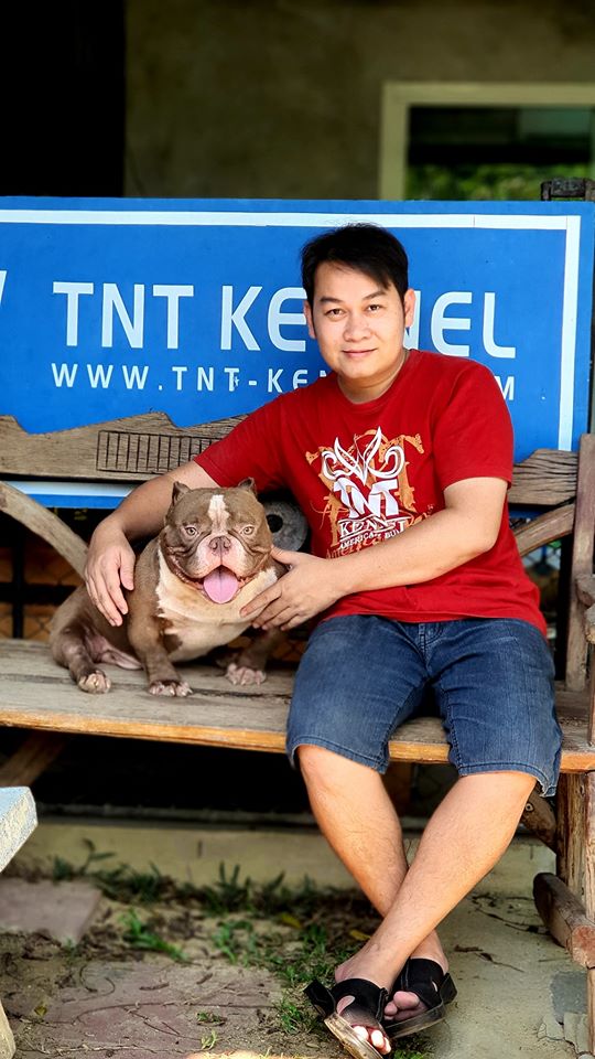 /images/ฟาร์มบูลลี่นครปฐม_บูลลี่_tntkennel_American_bully